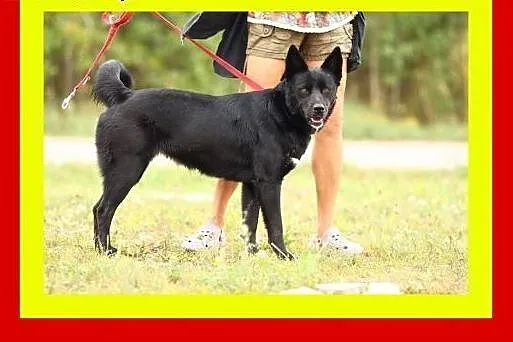 25 kg,2lata,akceptuje inne psy,przyjazna,spokojna,suczka GAJA,  małopolskie Kraków