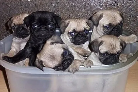 Mini Mops dzieci beżowy i czarny z papierami!.,  k
