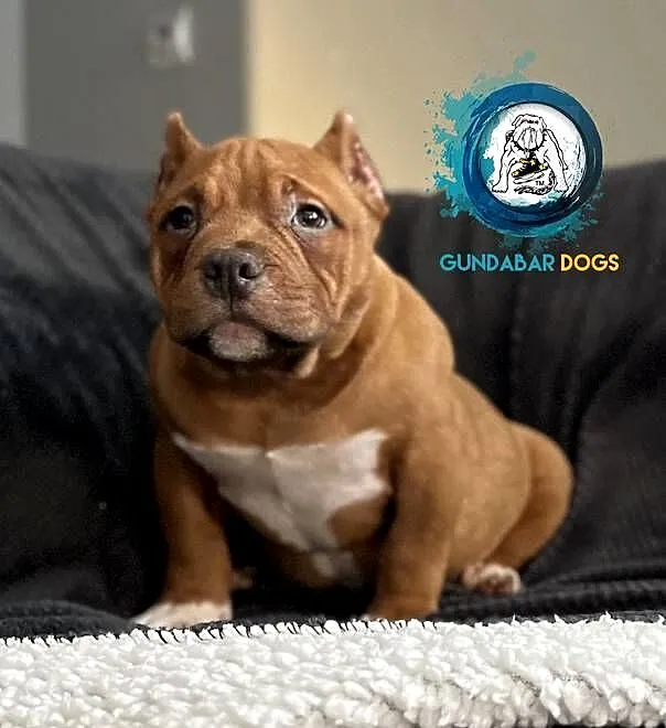 American Bully piesek pocket ABKC Gundabar Dogs, Wielkopolskie, Koło