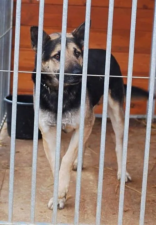 LIROY DOROSŁY PIESEK SZUKA DOMU, łódzkie Skiernie