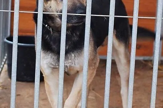 LIROY DOROSŁY PIESEK SZUKA DOMU,  łódzkie Skiernie