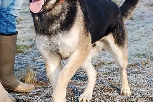 LIROY DOROSŁY PIESEK SZUKA DOMU,  łódzkie Skiernie