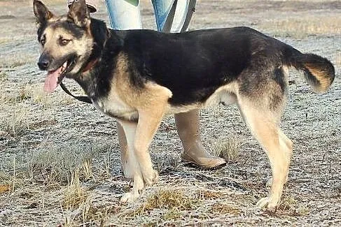 LIROY DOROSŁY PIESEK SZUKA DOMU,  łódzkie Skiernie