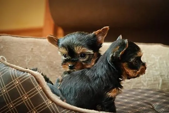 York Yorki szczeniaczki