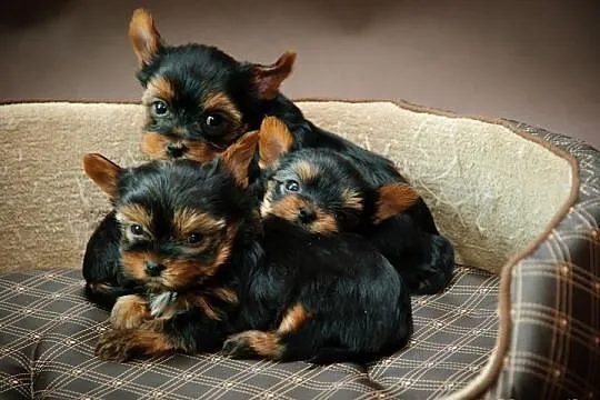 York Yorki szczeniaczki