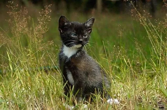Mała kotka Pończoszka szuka domu