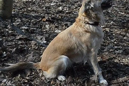 Pola-szuka domu,  śląskie Sosnowiec