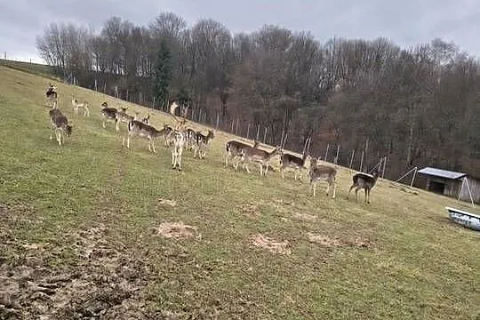 Szprzedam Daniele., Podkarpackie, Jabłonka