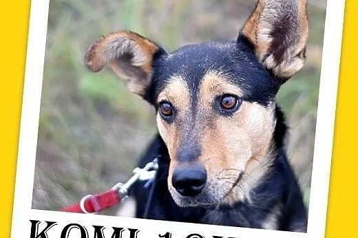 10kg,wesoły,łagodny,towarzyski piesek KOMI.Adopcja,  małopolskie Kraków