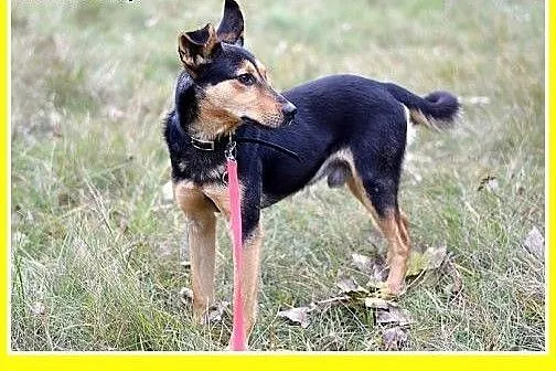 10kg,wesoły,łagodny,towarzyski piesek KOMI.Adopcja