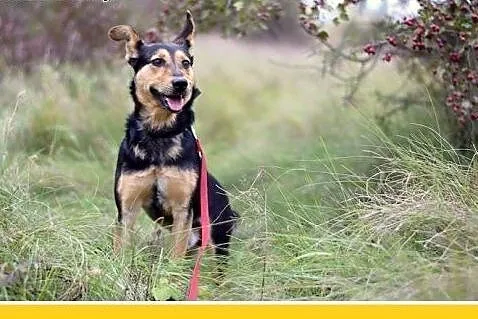 10kg,wesoły,łagodny,towarzyski piesek KOMI.Adopcja