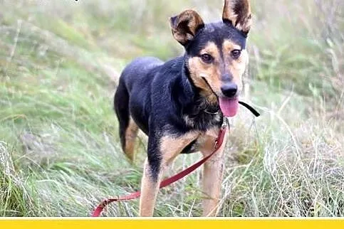 10kg,wesoły,łagodny,towarzyski piesek KOMI.Adopcja