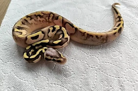 Pyton królewski Calico OD Pastel Fire poss het Clown