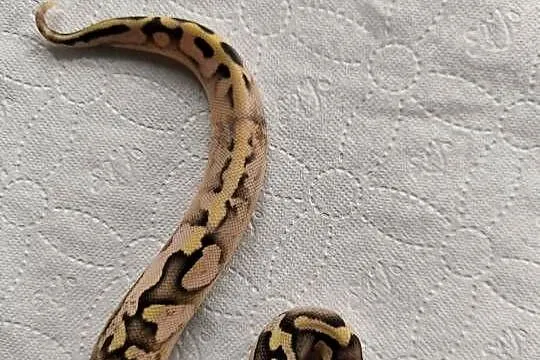 Pyton królewski Calico OD Pastel Fire poss het Clown, Mazowieckie, Makowiec