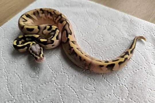 Pyton królewski Calico OD Pastel Fire poss het Clown, Mazowieckie, Makowiec