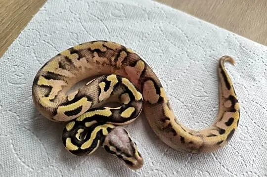 Pyton królewski Calico OD Pastel Fire poss het Clown, Mazowieckie, Makowiec