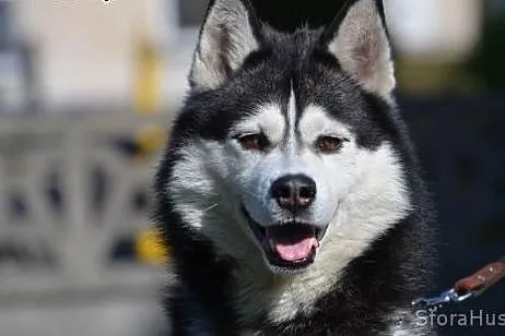 HEKTOREK udomowiony husky do adopcji,  wielkopolskie Poznań