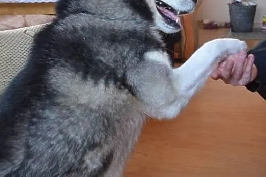 HEKTOREK udomowiony husky do adopcji,  wielkopolsk