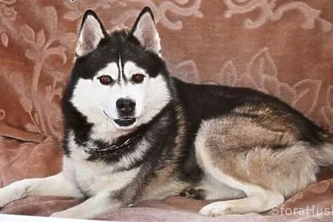 HEKTOREK udomowiony husky do adopcji,  wielkopolsk