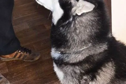HEKTOREK udomowiony husky do adopcji,  wielkopolsk