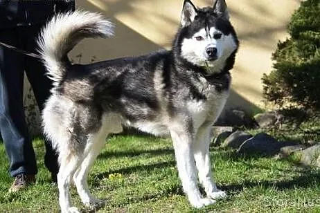 HEKTOREK udomowiony husky do adopcji,  wielkopolsk