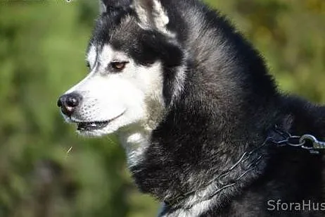 HEKTOREK udomowiony husky do adopcji,  wielkopolsk