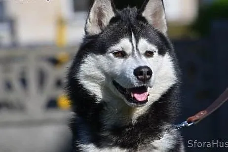 HEKTOREK udomowiony husky do adopcji,  wielkopolsk