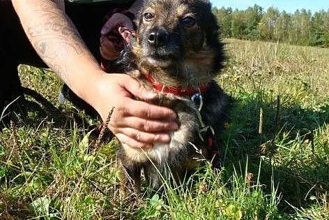 Puszek - wrażliwy okruszek potrzebuje spokojnego d