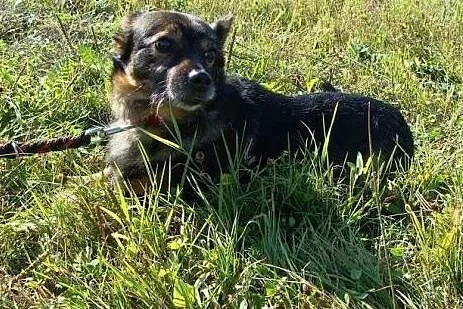 Puszek - wrażliwy okruszek potrzebuje spokojnego d