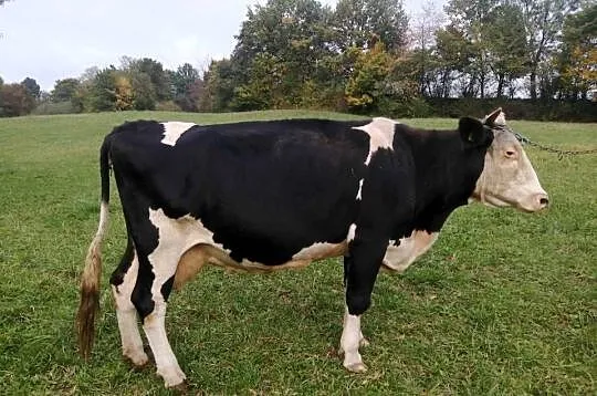 Krowa czarno biała zacielona, Podkarpackie, Dębica