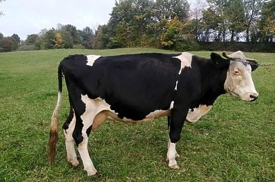 Krowa czarno biała zacielona, Podkarpackie, Dębica