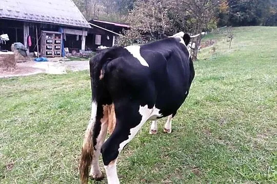 Krowa czarno biała zacielona, Podkarpackie, Dębica