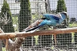 Barnard czerwonoczelny niebieska samiczka, Opole