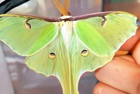Kokony i gąsienicę motyli Actias Luna, jedwabnika japońskiego i Samii