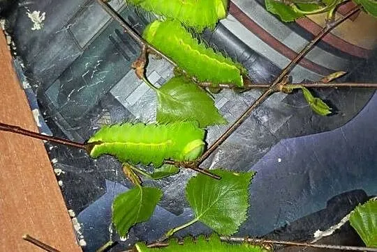 Kokony i gąsienicę motyli Actias Luna, jedwabnika japońskiego i Samii, Mazowieckie, Kałuszyn
