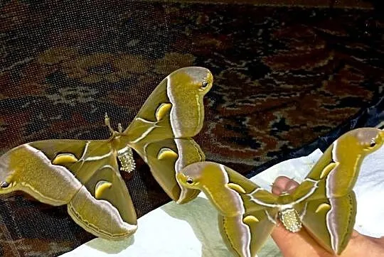 Kokony i gąsienicę motyli Actias Luna, jedwabnika japońskiego i Samii, Mazowieckie, Kałuszyn