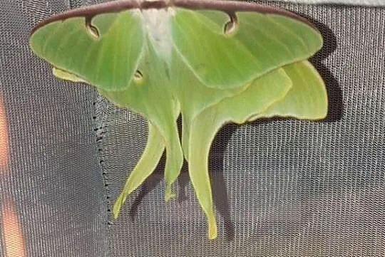 Kokony i gąsienicę motyli Actias Luna, jedwabnika japońskiego i Samii, Mazowieckie, Kałuszyn