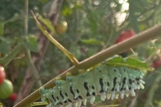 Kokony i gąsienicę motyli Actias Luna, jedwabnika japońskiego i Samii, Mazowieckie, Kałuszyn