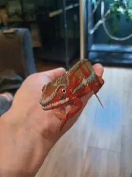 Sprzedam kameleona lamparciego ambilobe red bar samiec, , Włocławek