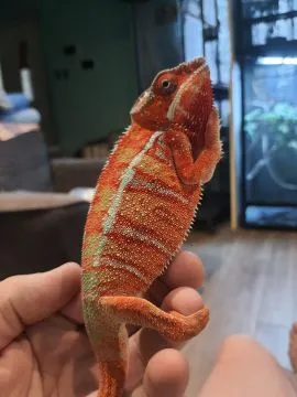 Sprzedam kameleona lamparciego ambilobe red bar samiec, , Włocławek