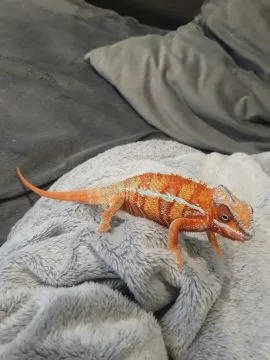 Sprzedam kameleona lamparciego ambilobe red bar samiec, , Włocławek