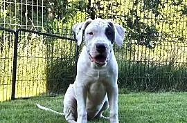 Szczeniaki Dog Argentyński ZKwP (FCI) krycie zagraniczne SŁOWACJA