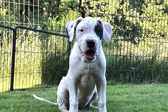 Szczeniaki Dog Argentyński ZKwP (FCI) krycie zagraniczne SŁOWACJA