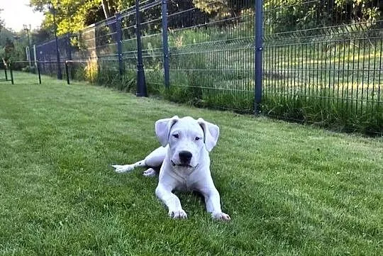 Szczeniaki Dog Argentyński ZKwP (FCI) krycie zagraniczne SŁOWACJA, Mazowieckie, Gończyce