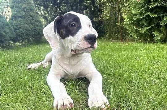 Szczeniaki Dog Argentyński ZKwP (FCI) krycie zagraniczne SŁOWACJA, Mazowieckie, Gończyce