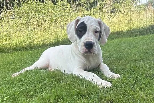 Szczeniaki Dog Argentyński ZKwP (FCI) krycie zagraniczne SŁOWACJA, Mazowieckie, Gończyce