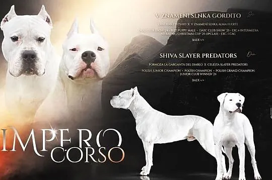 Szczeniaki Dog Argentyński ZKwP (FCI) krycie zagraniczne SŁOWACJA, Mazowieckie, Gończyce