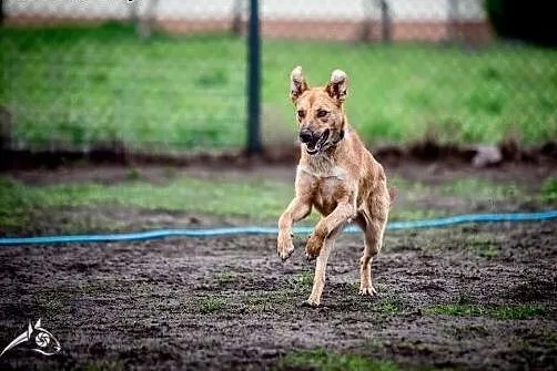 LORI da Ci bezwarunkową miłość :-),  dolnośląskie 