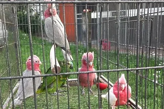 Kakadu różowe, Łódzkie, Tuszyn