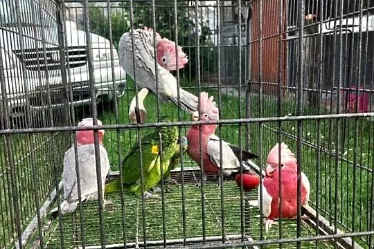 Kakadu różowe, Łódzkie, Tuszyn
